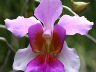 Orchidej Vanda 'Miss Joaquim' - národní rostlina Singapuru